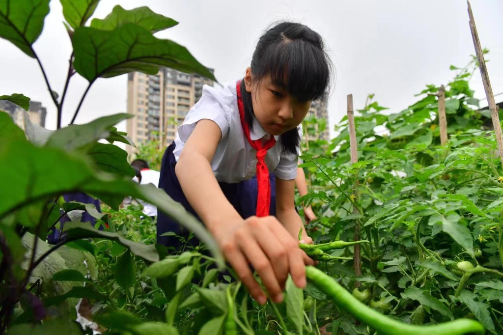 学生采摘蔬菜。通讯员 王雄 摄