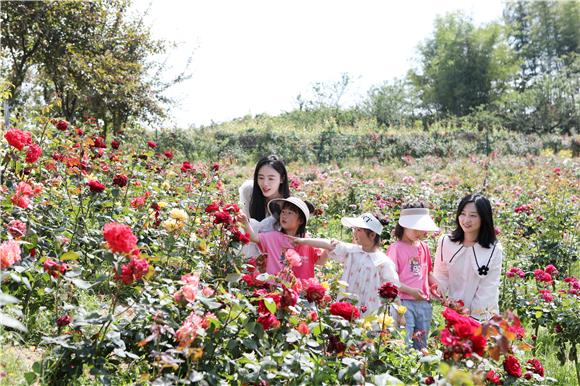 5月4日，游客带着孩子在玫瑰花海里辨认玫瑰花。