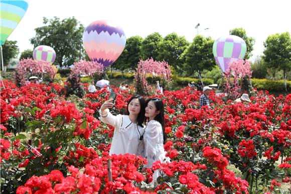 5月4日，游客在玫瑰花海里赏花留影。