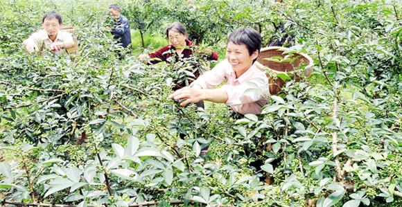 椒农在花椒产业园采摘花椒。丰都县农业农村委供图 华龙网发