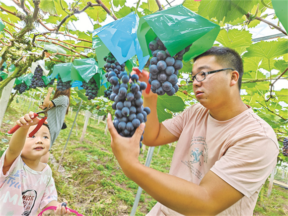 市民采摘葡萄。记者 李达元 摄