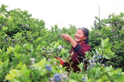 聚奎镇高碑村，村民在开心地采摘蓝莓。 记者 向成国 摄
