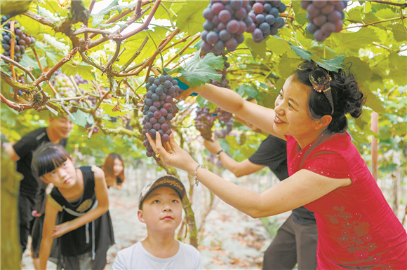 宝顶镇倒庙村六组游龙葡萄种植基地。宝顶镇供图