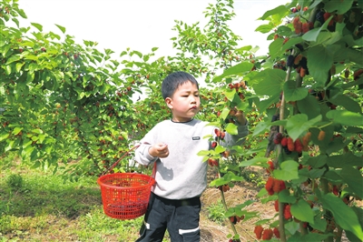 聚奎镇高碑村，小朋友在体验采摘桑葚的乐趣。 记者 向成国 摄
