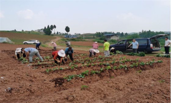 村民们正在栽植红薯苗。合川区科技局供图 华龙网发