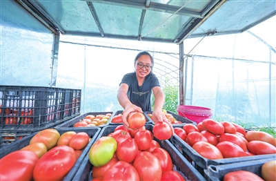 云龙镇三清村，村民在将采摘的西红柿装箱。 记者 熊伟 摄