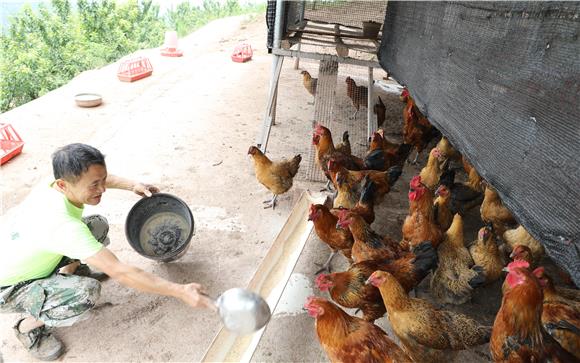 双山镇发展的林下养鸡产业。通讯员 陈刚 摄