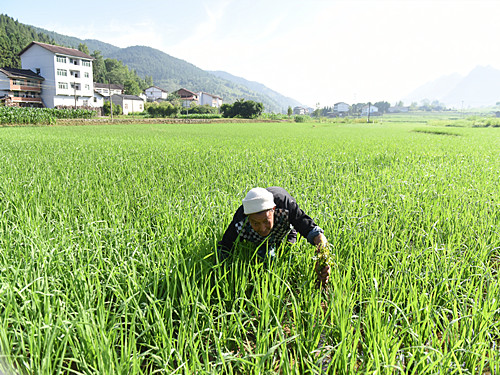 村民在有机水稻种植基地除草。特约通讯员  隆太良  摄