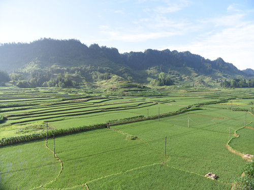 高山有机水稻种植基地。特约通讯员  隆太良  摄