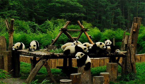 大熊猫栖息地。阿坝州文体旅游局供图