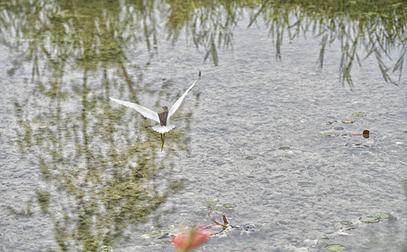 广阳岛上飞翔的池鹭。受访者供图 华龙网-新重庆客户端 发