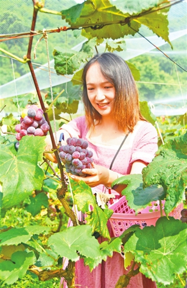 市民在迷你香果园采摘葡萄。记者 张永香 摄