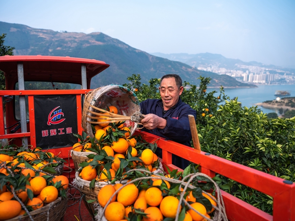 脐橙丰收，果农增收。奉节县委宣传部供图