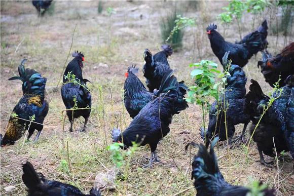 林下养殖的黑鸡。特约通讯员 赵武强 摄