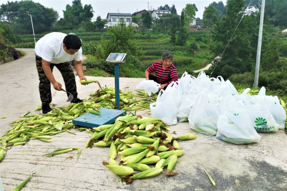 图四：村民将糯玉米打包发货。湛江涛，摄