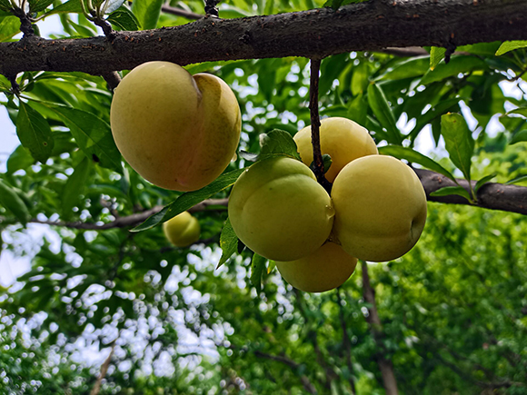 李子树自然开心形图片