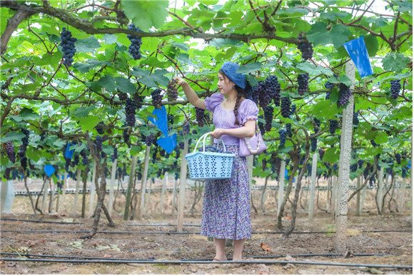 市民正在葡萄园中采摘葡萄。璧山区委宣传部供图_副本