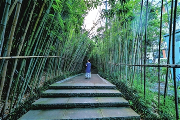 市民在泰和公园内的竹林间漫步。记者 熊伟 摄