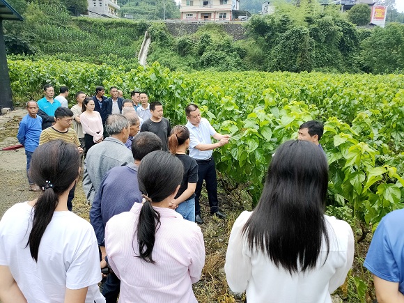太极镇农技志愿者为蚕农现场指导。黔江区委宣传部供图 华龙网发