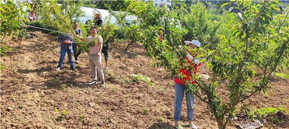 志愿者们在田间帮助果农疏果。红池坝镇供图 华龙网发