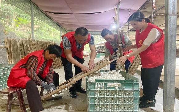 白土乡志愿者帮蚕农摘茧。黔江区委宣传部供图 华龙网发