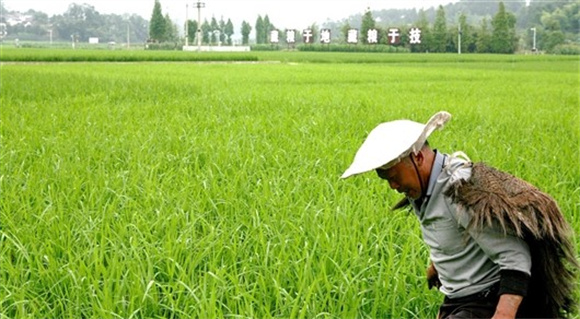村民在农业科技示范基地管理水稻。黎明 摄