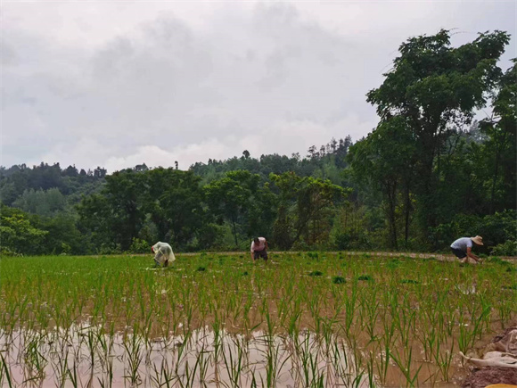 村民们在翻新的稻田里插秧。塘坊镇供图 华龙网发