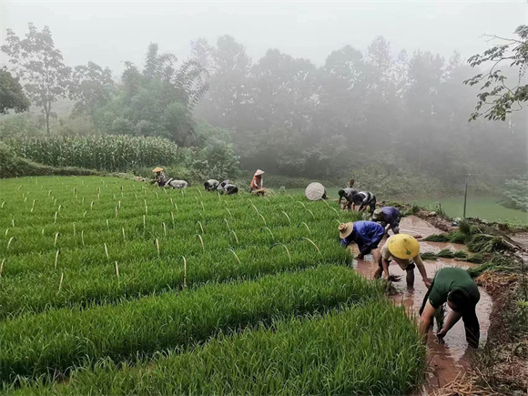 村民们在育苗田里拔秧苗，然后移栽到翻新的稻田里。塘坊镇供图 华龙网发