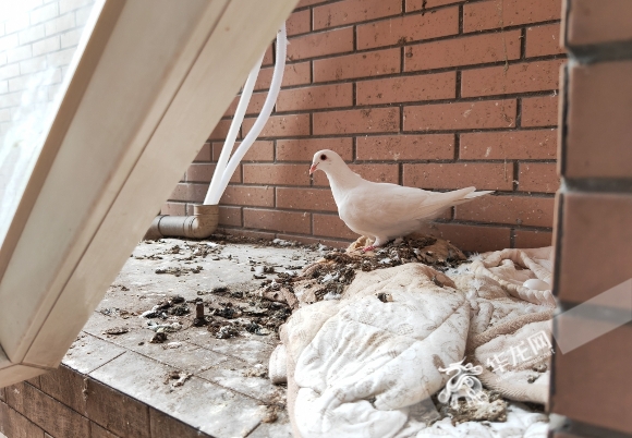 鸽子在陆女士家窗台上搭了窝。华龙网-新重庆客户端记者 谢鹏飞 摄