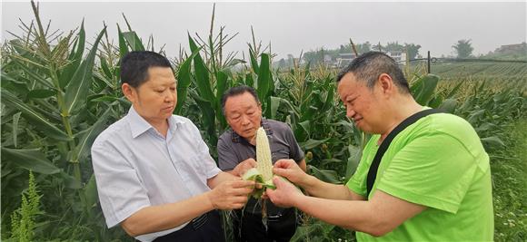 农技专家考察玉米结实情况。特约通讯员 赵武强 摄