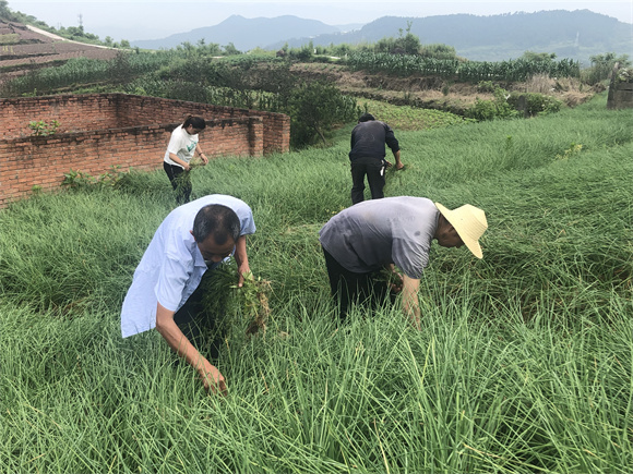 通訊員 王陽 攝近日,筆者在豐都縣高家鎮建國村藠頭種植基地看到,村民