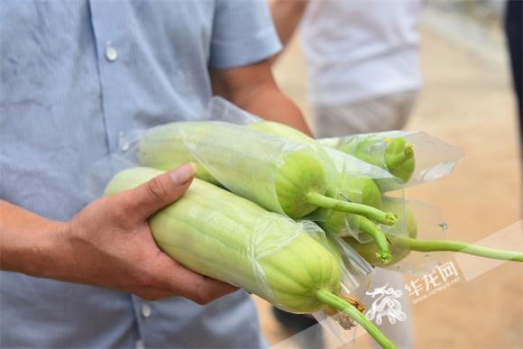 于都县潭头村蔬菜大棚种植出来的富硒丝瓜。华龙网-新重庆客户端记者 雷其霖摄
