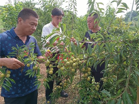 2熊克东（右一）带着镇人大代表品尝自己家种植的砂糖李。特约通讯员 蒋文友 摄