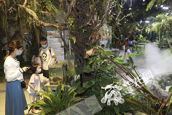 市民在科技馆观看以虫、林、鸟、兽为主题的展览。华龙网-新重庆客户端 首席记者 李文科 摄