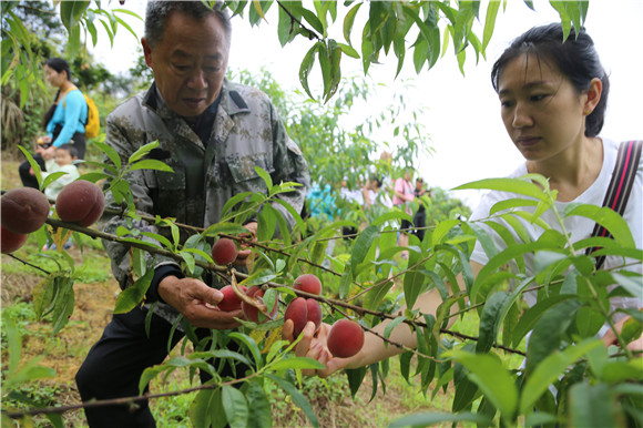 涪陵泡桐村“芒种桃”已成熟，吸引了游客前去采摘。涪陵区委宣传部供图