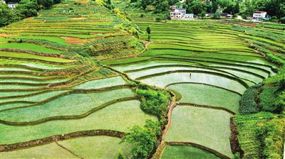 The terraces spread out along the rising and falling mountain range. (Photographed by Xiang Chengguo) 梁平