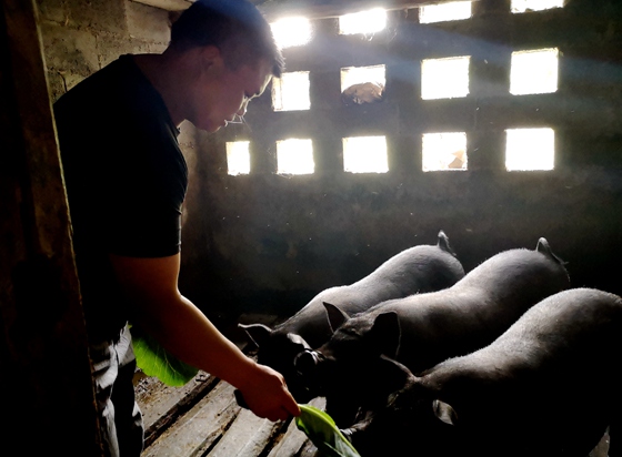 胡家坝村村民养殖的武陵黑猪。特约通讯员 李诗素  摄