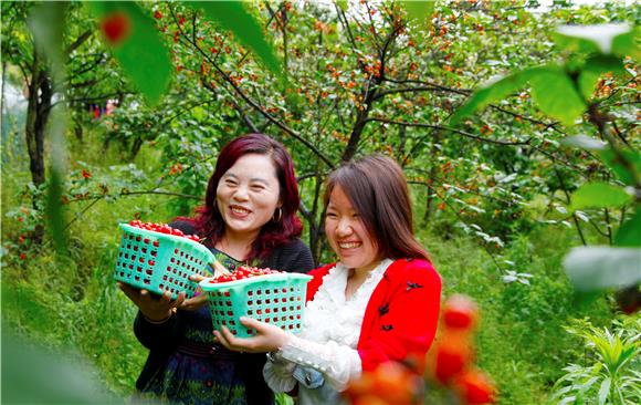 游客在雙山鎮采摘櫻桃。通訊員 陳剛 攝