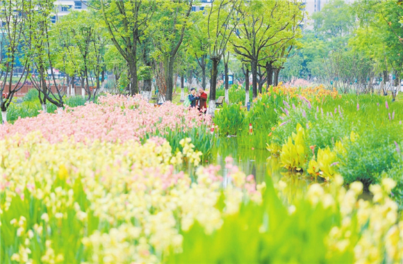 同心公园盛开的水生花卉。记者 黄舒 摄