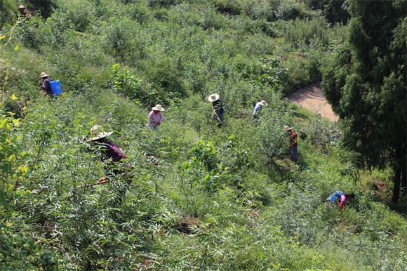 村民在花椒基地进行管护。通讯员 王阳 摄