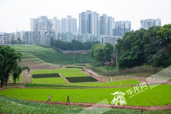 通过平整土地、砌筑田埂、土壤培肥等措施，提高了耕地数量和等别。华龙网-新重庆客户端记者 张质 摄