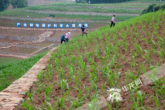 望城坡试点项目改造后，耕地数量从285亩增加至340亩。华龙网-新重庆客户端记者 张质 摄