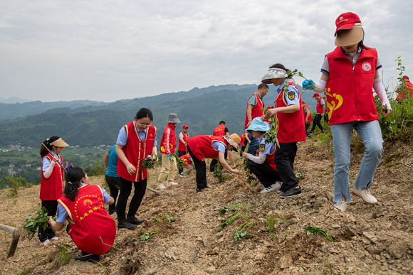 志愿者帮助农户种植红苕。通讯员 李洪卫 摄