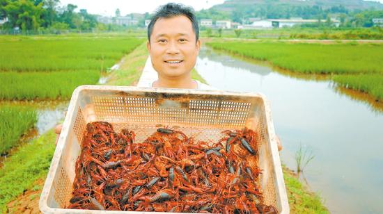 小龙虾助农增收。 记者 陈龙 摄