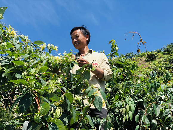 钟灵镇云隘村村民黄立补正在采收山银花。通讯员 杨帆 摄