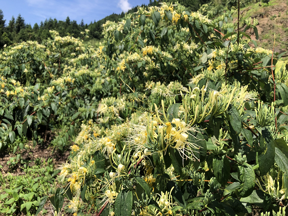 钟灵镇云隘村山银花产业相继迎来采收。通讯员 杨 帆 摄