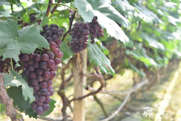 吉水县文峰镇低坪花果世界的葡萄已经成熟。华龙网-新重庆客户端记者 雷其霖 摄