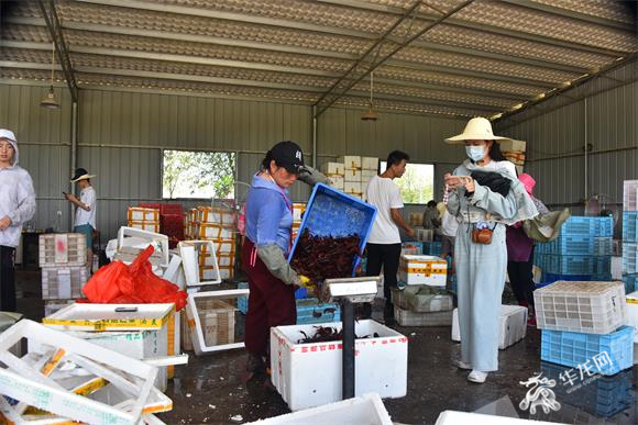 工人正在将小龙虾装箱。华龙网-新重庆客户端记者 雷其霖 摄
