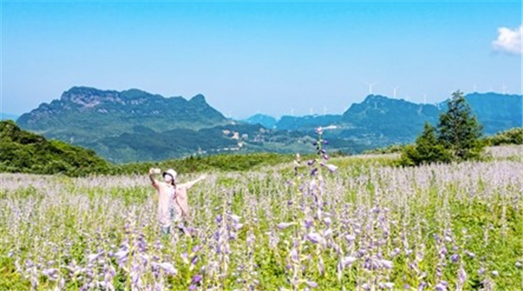 玉簪花盛开，吸引前来避暑休闲的游客拍照留念。记者 甘昊旻 摄