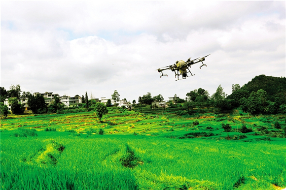 大型植保无人机实施喷洒作业，确保水稻丰产。记者 杨敏 摄